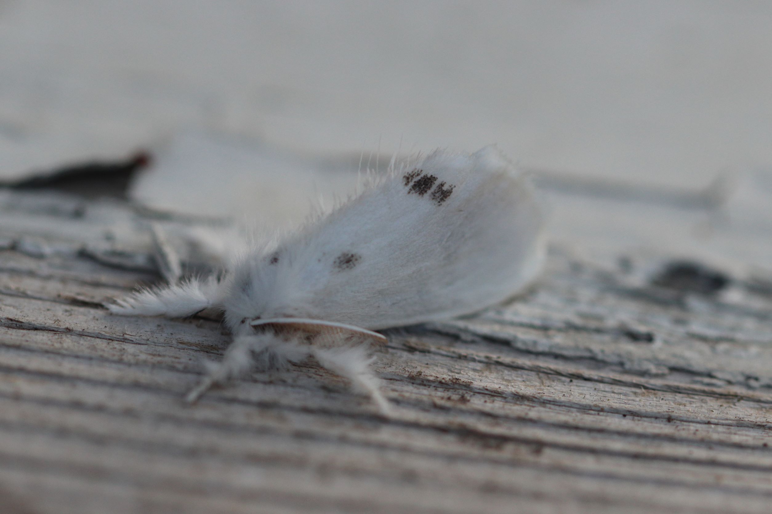 Photo of Yellow-tail (Euproctis similis)